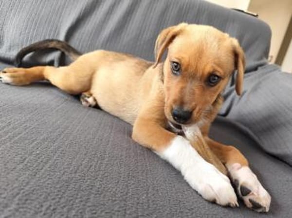 Darf Conni zu Ihnen gehören?