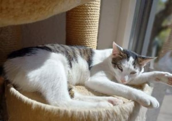 Leon, zurückhaltender Tiger, ca. 1 Jahr