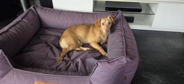 Sanfte kleine Arena möchte Neuanfang