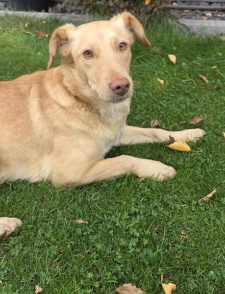 Sanfte kleine Arena möchte Neuanfang