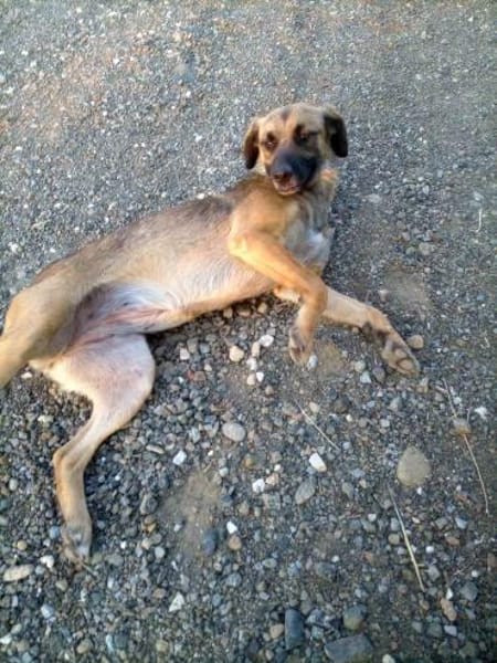 💜🌺 SONJA 🌺 - HABE ICH EINE CHANCE?