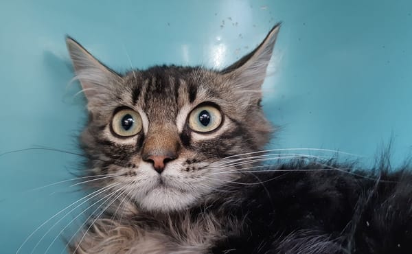 Chapiteau (réservé)