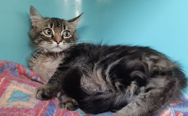 Chapiteau (réservé)