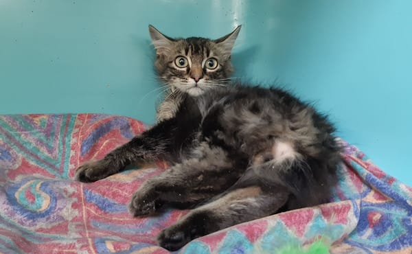 Chapiteau (réservé)