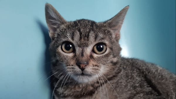 Cardboard( réservé)