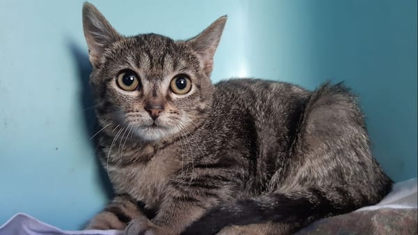 Cardboard( réservé)