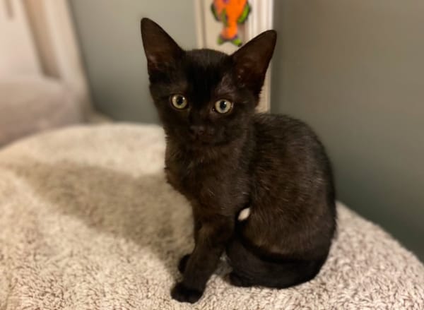 BAGHEERA (réservé)