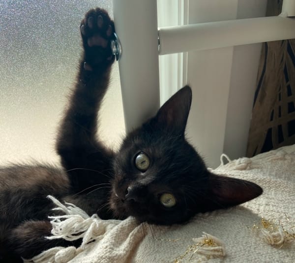 BAGHEERA (réservé)