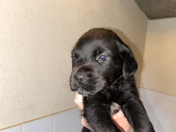 Mouki (En cours d'adoption)