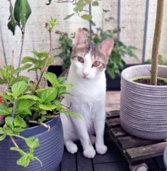 Junger, sozialer Kater Zorro