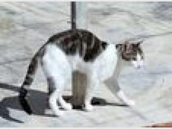 Junger, sozialer Kater Zorro