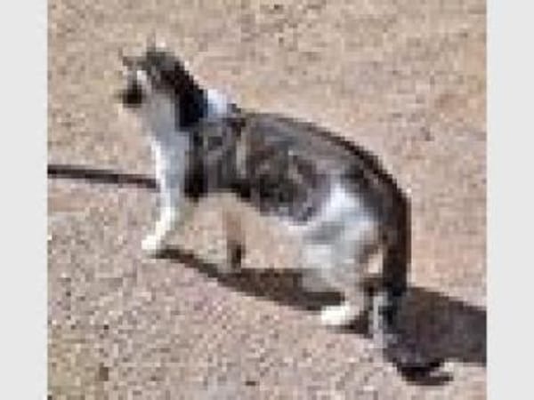 Junger, sozialer Kater Zorro