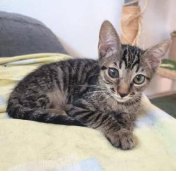 Lebensfroher Katzenjunge Pum