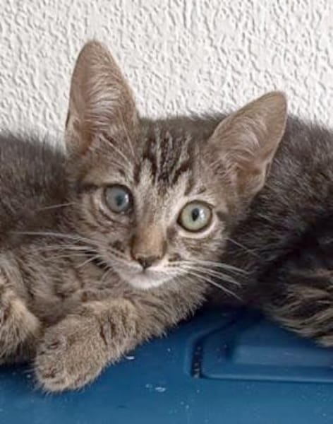 Lebensfroher Katzenjunge Pum