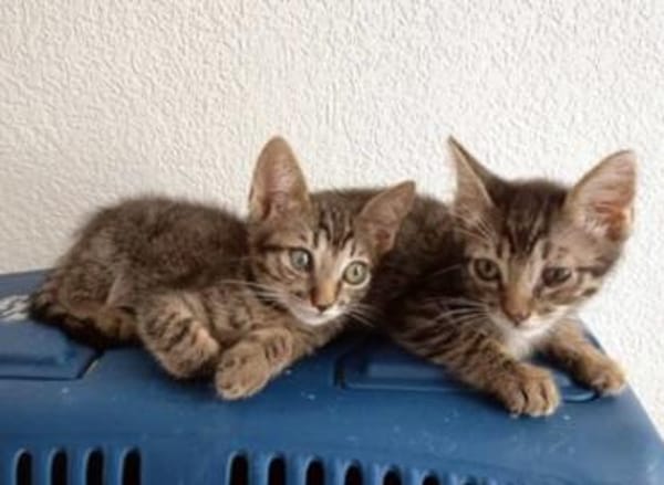 Lebensfroher Katzenjunge Pum