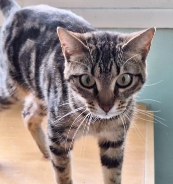 Sanfte, freundliche Katze Marta