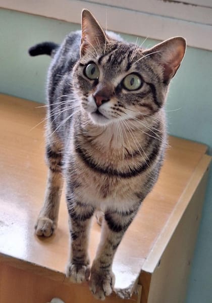 Sanfte, freundliche Katze Marta