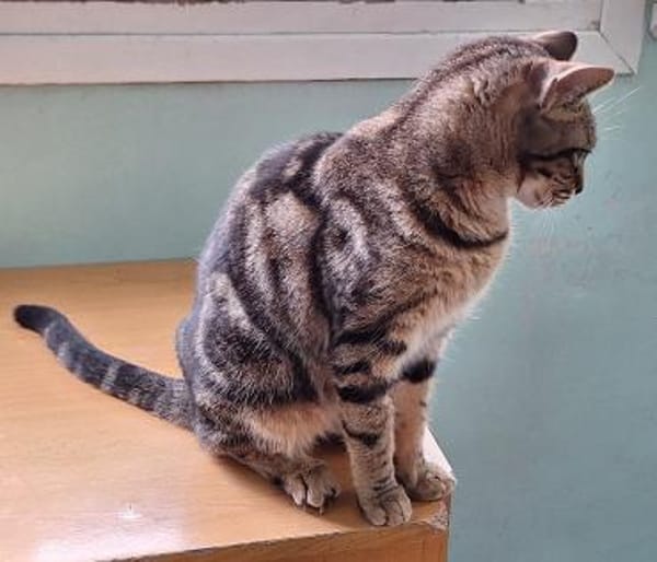 Sanfte, freundliche Katze Marta