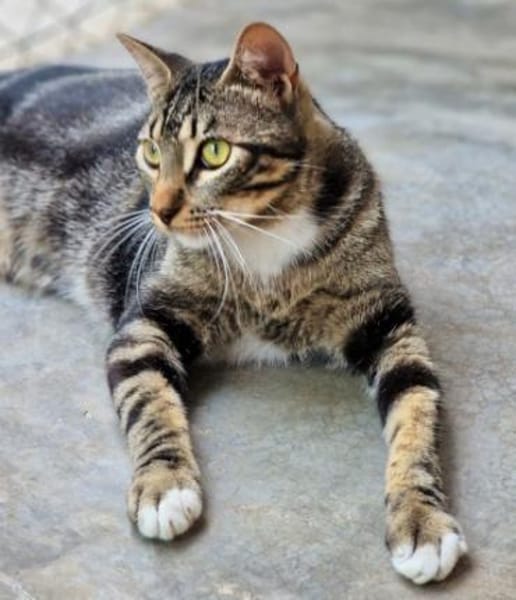 Menschenbezogener Kater Hopper