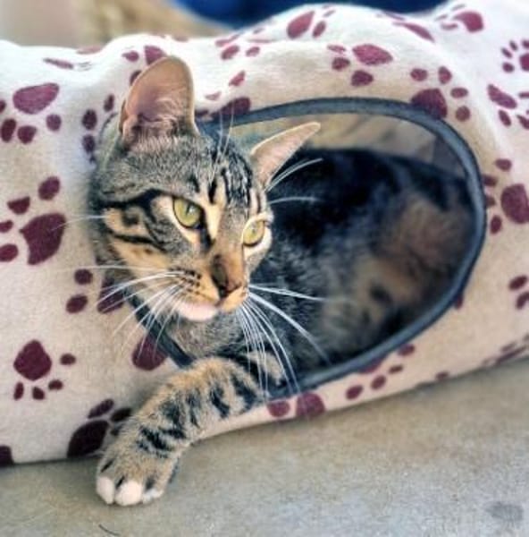 Menschenbezogener Kater Hopper