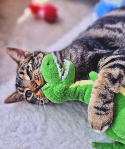 Menschenbezogener Kater Hopper