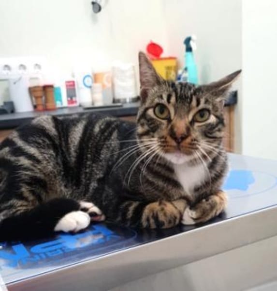 Menschenbezogener Kater Hopper