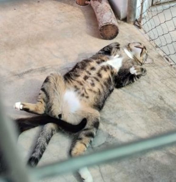 Menschenbezogener Kater Hopper