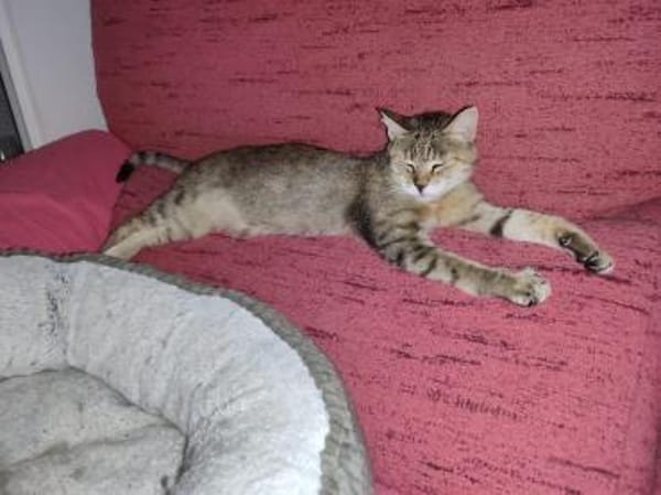 Sanfte, verträgliche Katze Greta