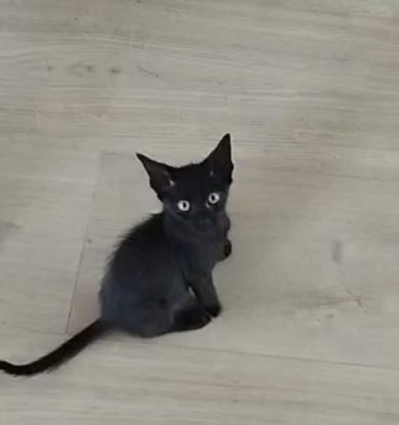 Junge, Kater Seiko & Moltó