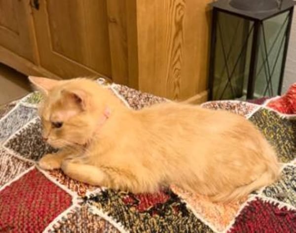 Menschenbezogene Katze Lily