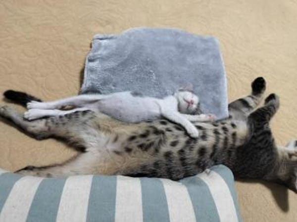 Liebes Katzenduo Dina und Elliot