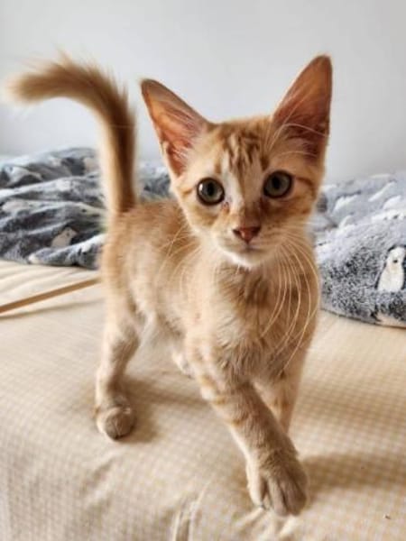 Junges Kater Duo Clarence und Golden