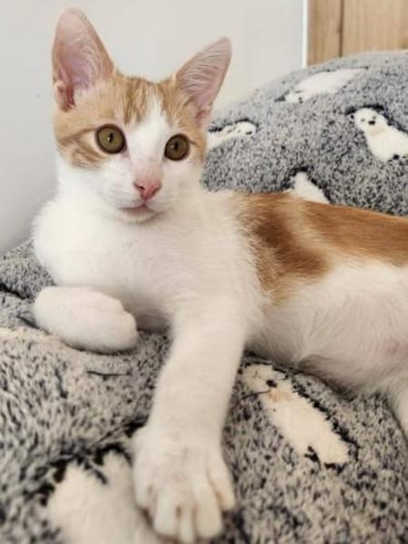 Junges Kater Duo Clarence und Golden