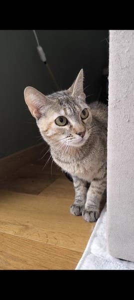 Zutrauliche Katze Alona