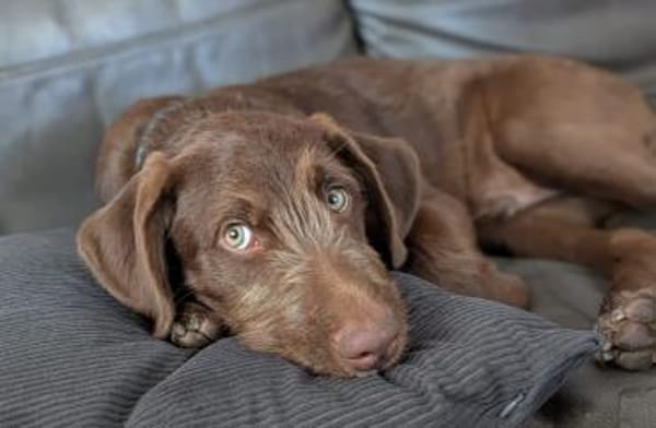 Winnie wartet auf seine Familie