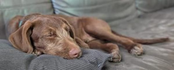 Winnie wartet auf seine Familie