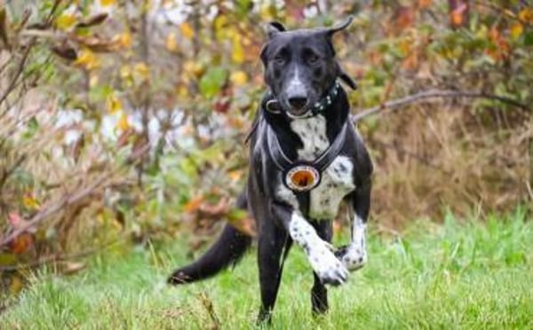 Schöne Bonny wartet auf eine Anfrage