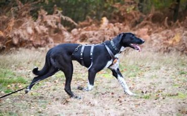 Schöne Bonny wartet auf eine Anfrage