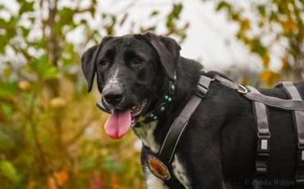 Schöne Bonny wartet auf eine Anfrage