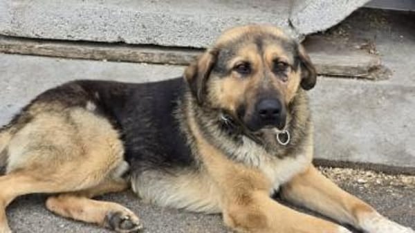 Schöner Bojan sucht dich!