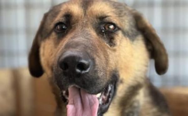 Schöner Bojan sucht dich!