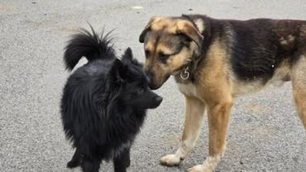 Schöner Bojan sucht dich!