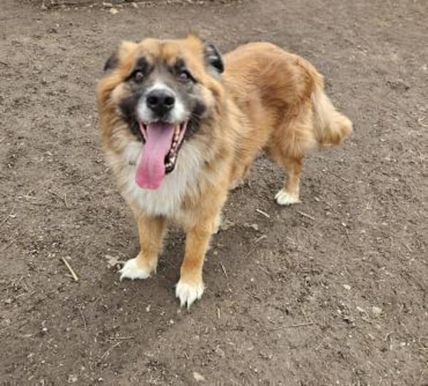 Ursu der Kuschelbär