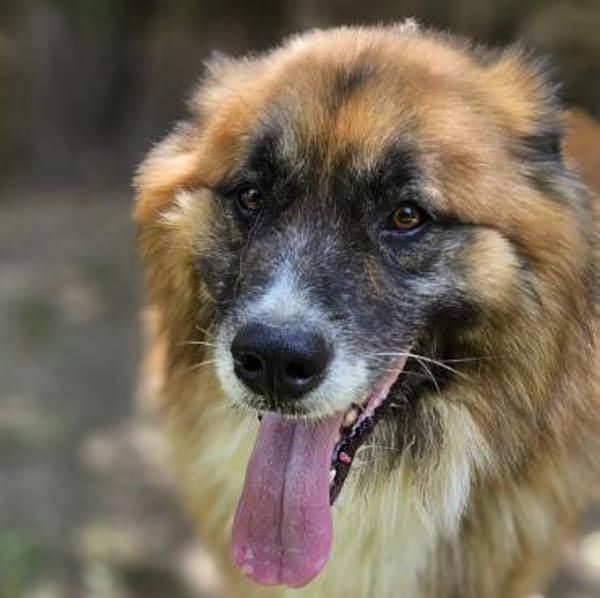 Ursu der Kuschelbär