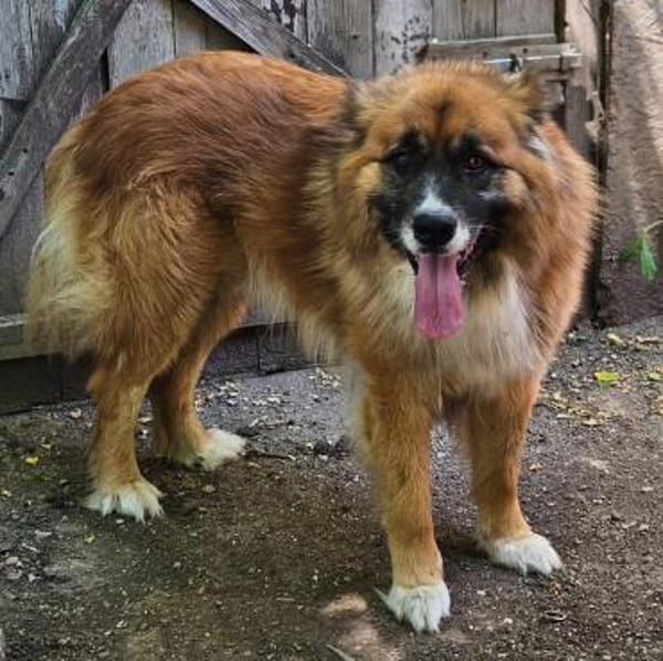 Ursu der Kuschelbär