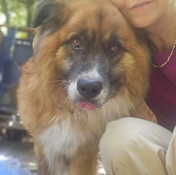 Ursu der Kuschelbär