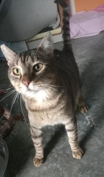 Liebevoller Kater Cádiz