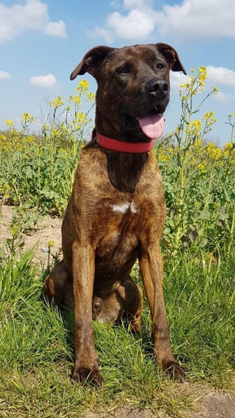 Lucky, verträglich mit Hunden