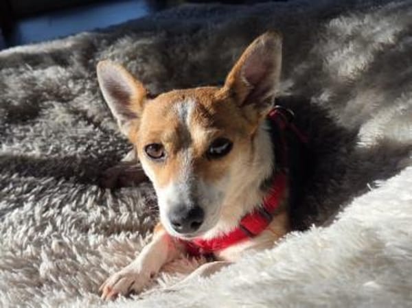 EMMY - aufgeschlossen& zutraulich