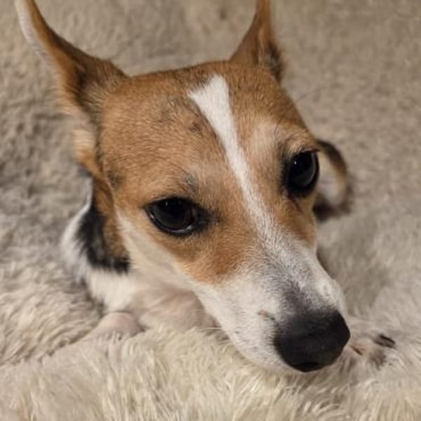 EMMY - aufgeschlossen& zutraulich